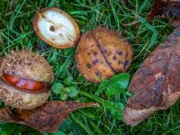 Geschlossene und leicht geöffnete Frucht der Rosskastanie